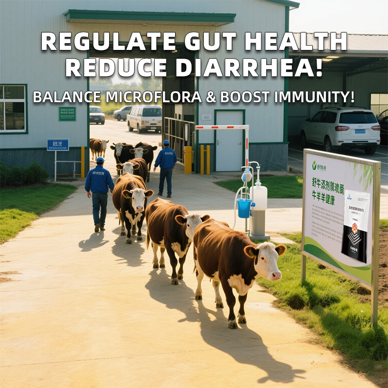 Ruminant Stomach Power