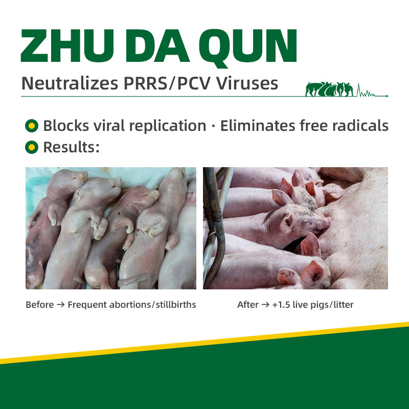 Zhu Da Qun